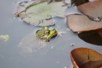 A unique and tranquil getaway at a cozy garden level apartment Hotels in Bethlehem