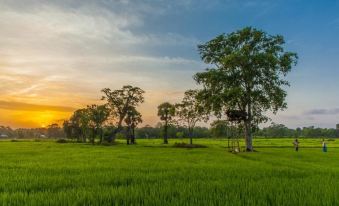 a lush green field with trees and a sunset in the background , creating a serene atmosphere at Uga Ulagalla - Anuradhapura