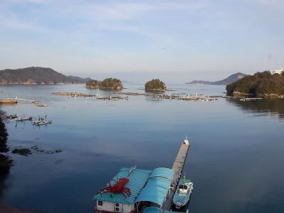 ホテル周辺 胡蝶蘭の写真