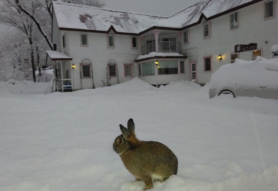 Pension Phoenix 외관 또는 로비 토끼