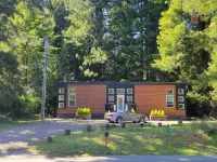 In the heart of the Redwood Forest