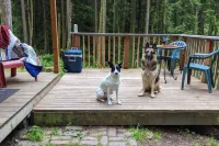 Cabin and adjacent tent site