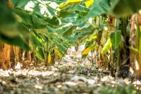 Hotel Rural El Navío - Adults Only Hotel in zona Abama Golf