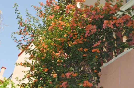 Deluxe Apartment Zina Photo