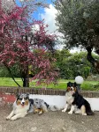 Magione B&B Hotels in Forchia