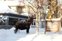 Alaska Heritage House Bed and Breakfast Hotels in Fairbanks