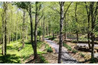Escape to The Trees Cabin