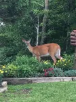 Beech Mountain Gem- Sleeps 4!