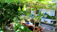 Coco Happy Farm