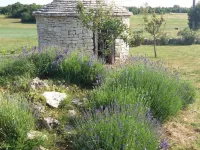 Authentic Istrian Holiday Home for Unforgettable Stays Hotels in Vodnjan
