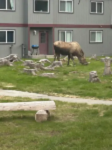 1.5 Miles from the Mouth of the Kenai River.  in the Heart of Kenai!