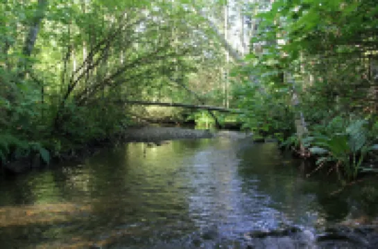 Creekbanks Cottage - a nature-lover's retreat
