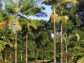 lync-haven-rainforest-retreat