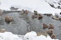 Yudanaka Seifuso - Hot Springs