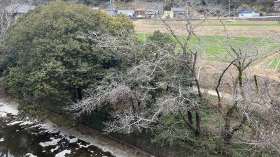 ホテル周辺 旅館 清少納言の写真
