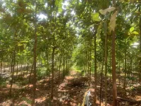 Orange Orchid - 6BHK Private Pool Villa