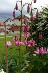 Appartement - Bellevue