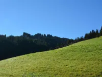 Hornflue (Wohlwender)