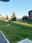Modern, pet-friendly mountain house!