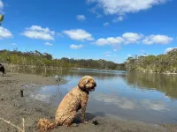Dog friendly apartment close to beaches. Own private yard, garden and 2 decks.
