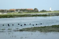 Rose de Picardie in BAIE DE SOMME 3 minutes from the beach and shops