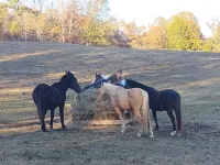 Roomy 3-bedroom horse ranchette with hiking/biking trails. Noccalula & Gadsden Hotels in Etowah County