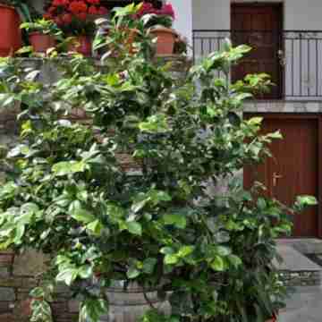 Marika Vlachou Hotel Exterior