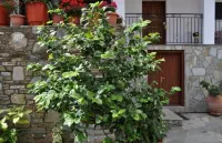 Marika Vlachou Hotels in Dimos Zagora-Mouresi