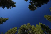 RIVER VIEW Yosemite Cabin in Wawona among the Redwoods,3 Bed 2 bath, jump rock!