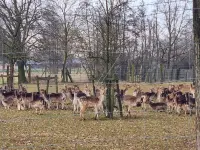 Die alte Waldkate - Cozy vacation home in a forest location فنادق في Kevelaer