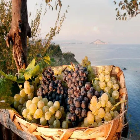 Albergo 'La Vigna'