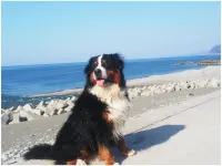 Oyashirazu Kanko Hotel Itoigawa otelleri