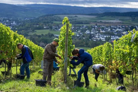 Napoleonzimmer - Urlaub auf dem Weingut