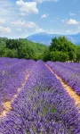 Pretty Villa 8 pers with private heated pool - between sea and Gorges du Verdon