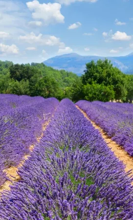 Pretty Villa 8 pers with private heated pool - between sea and Gorges du Verdon Отели рядом с достопримечательностью «The Var»