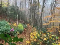 Spacious suite surrounded by nature with living room, fireplace, porch, fire pit