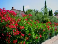 Villa in Fréjus with Pool near Beach