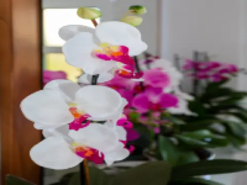 2 room apartment with hot tub