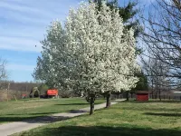Log Cabin Escape - Full Log Cabin Home Hotels in Giles County