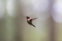 Container Cabin in the Catskills