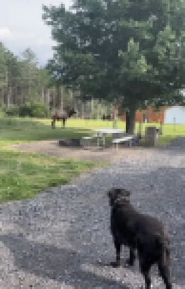 Cabin-style tiny home along best elk viewing road Hotels in Elk County