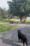 Cabin-style tiny home along best elk viewing road