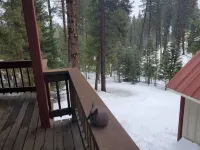 Fun Cabin at Terrace Lakes - Sleeps 18 - Hot Springs Pool available