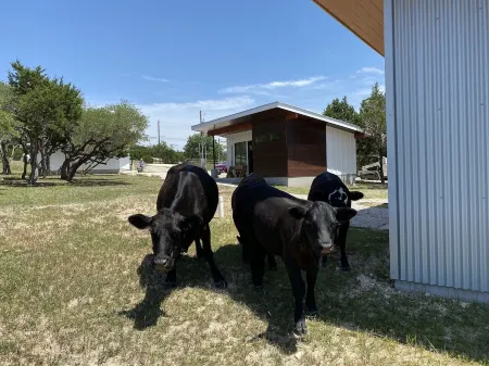 Cozy/Cute Tiny House close to wineries, wedding venues & outdoor fun Отели рядом с достопримечательностью «Ian's Chapel at Camp Lucy»