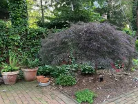 Historic Downtown Garden Oasis with Private Patio