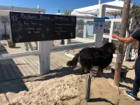 Strand, zee, duinen en bollenvelden. Een unieke plek om te genieten.