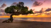 Best Sunset View in Oceania Resort w/King Bed