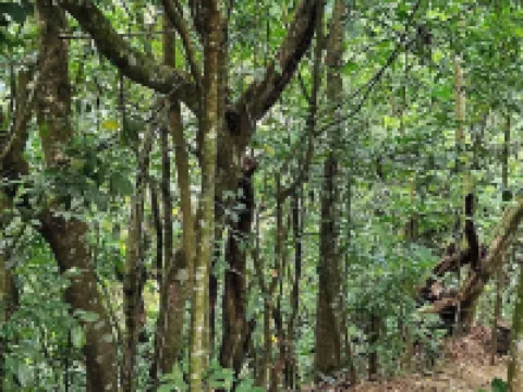 Rincón de Paz Hoteles en Jarabacoa