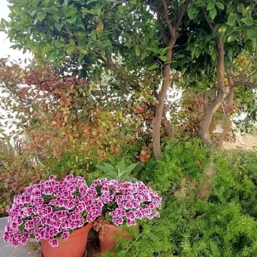 Home Scala dei Turchi B&B