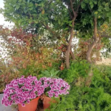 B&B Home Scala dei Turchi